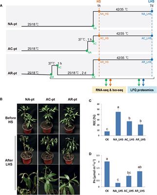 Combined Proteome and Transcriptome Analysis of Heat-Primed Azalea Reveals New Insights Into Plant Heat Acclimation Memory